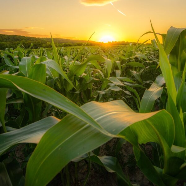 Impact of Madison & Tipton County farms