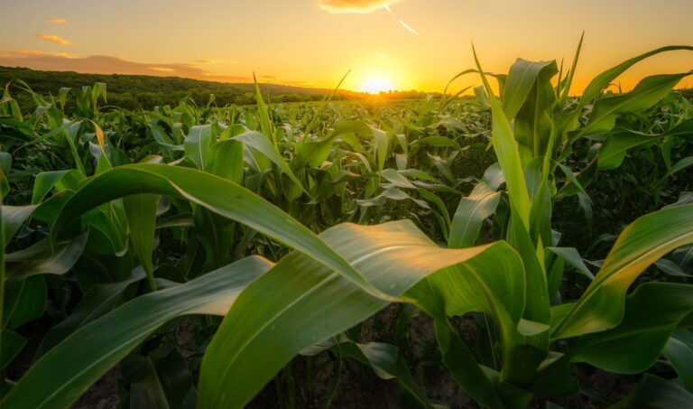 Impact of Madison & Tipton County farms