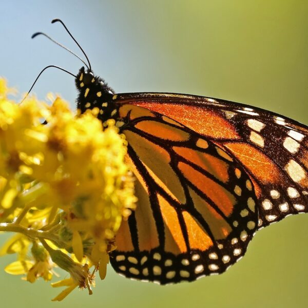 Monarch Migration Moves Across Indiana, Bringing a Seasonal Spectacle