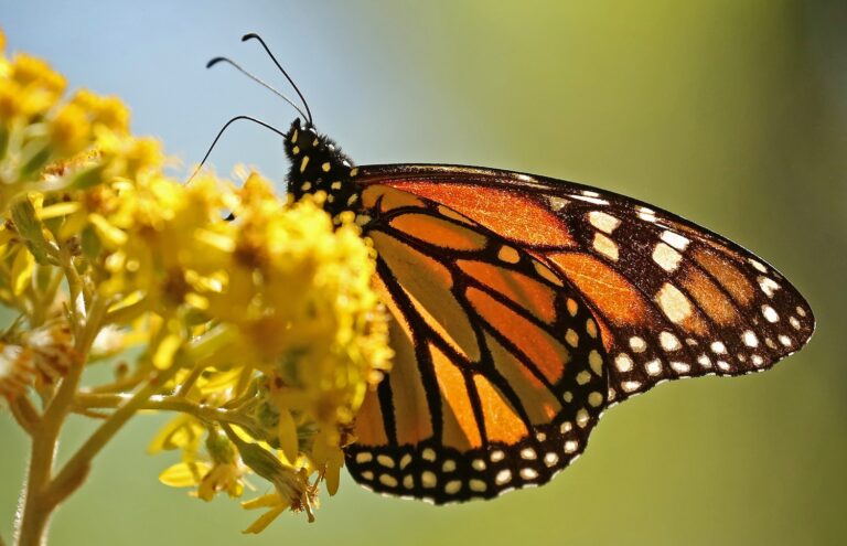 Monarch Migration Moves Across Indiana, Bringing a Seasonal Spectacle