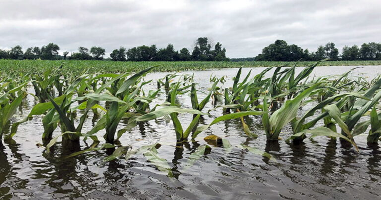 Record Flooding Takes Heavy Toll on Fall Harvest in Madison and Tipton Counties