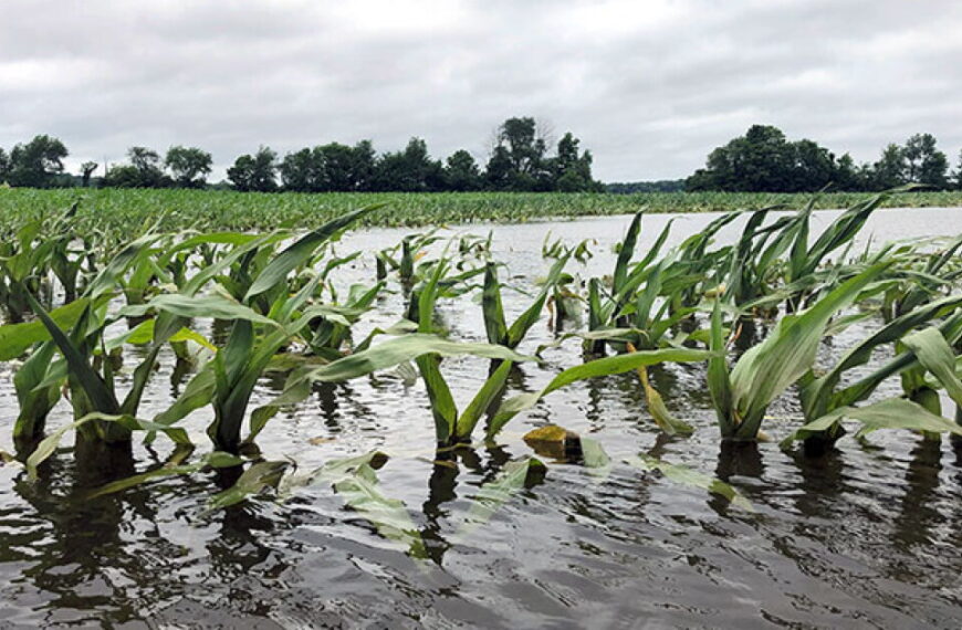 Record Flooding Takes Heavy Toll on Fall Harvest in Madison and Tipton Counties