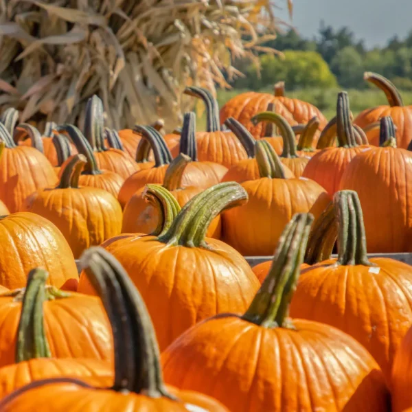 Pumpkin shortages in Madison County
