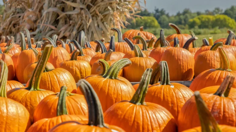 Pumpkin shortages in Madison County